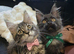 Maine Coon Kittens