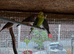 Young Budgies