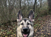 Rehoming Akira - ASAP as in our new home she needs more space