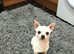 Tea cup Tiny chihuahua