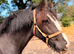 3yr old Irish cob gelding