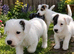 Traditional jack russell puppies