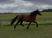 3 year old Welsh D