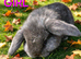 Mini lop babies