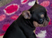 Beautiful French Bulldog