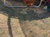 Chickens