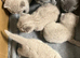 Lovely pure British shorthair kittens