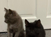 2 Kittens Grey and Black Pair