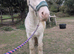 Cremello hermits bred colt