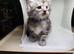&ldquo;Stunning Golden Eyes&rdquo; Maine Coon Kittens.  Ready Now 4 left.