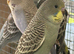 Tamed young Budgies