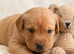 Kc Reg Labrador pups, Field Trial Champion Bloodlines