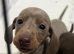 Miniature dachshund puppies for spa e