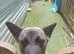 Female American Akita