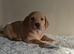 Stunning Labrador Retriever Puppies Available