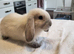 Beautiful Mini lop looking good a home