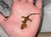 baby crested geckos (NOT READY)