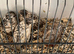 Quad of button quail