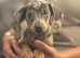 Miniature dachshund ( Last blue dapple female)