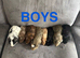 X8 baby boy guinea pigs