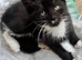 RAGDOLL MIX BOY READY NOW