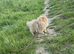 Lilac and tan pomeranian female