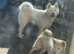 Japanese Akita Inu breeding pair