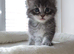 TICA Registered Maine Coon Kittens – Blue Smoke, Black Smoke & Tabby Lines