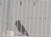 2025 Black Goldfinch Proven Pair