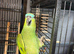 Blue fronted Amazon proven cock