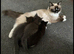 ragdoll / mainecoon kittens