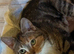 Mixed breed kittens