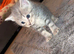 2 stunning British shorthair kittens