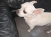 Chihuahua male for sale