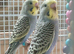 split to blk wing young  budgie