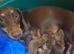 KC miniature dachshund