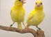 Nice lovely colour canary&rsquo;s this year