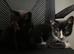 2 boy kittens