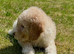 READY NOW! ONLY 1 LEFT, Stunning curly F1b Mini Labradoodle - Health tested parents