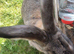 Continental giant rabbit 15 months old female
