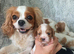 Beautiful cavalier puppies
