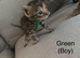 Pure pedigree bengal kittens