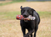 KC Reg Black Labrador fully health tested