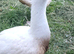 Embden geese (April hatch)