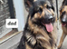 Last  girl Long hair German Shepherd