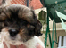 Toy Cavapoo x