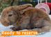 Mini plush lop babies