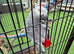 Large parot cage for sale