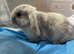 Male Baby rabbit