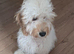 Beautiful Male Miniature Cockapoo Puppy